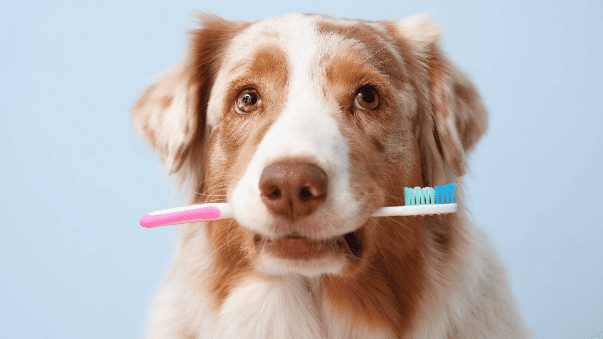 Higiene bucal a gossos i gats