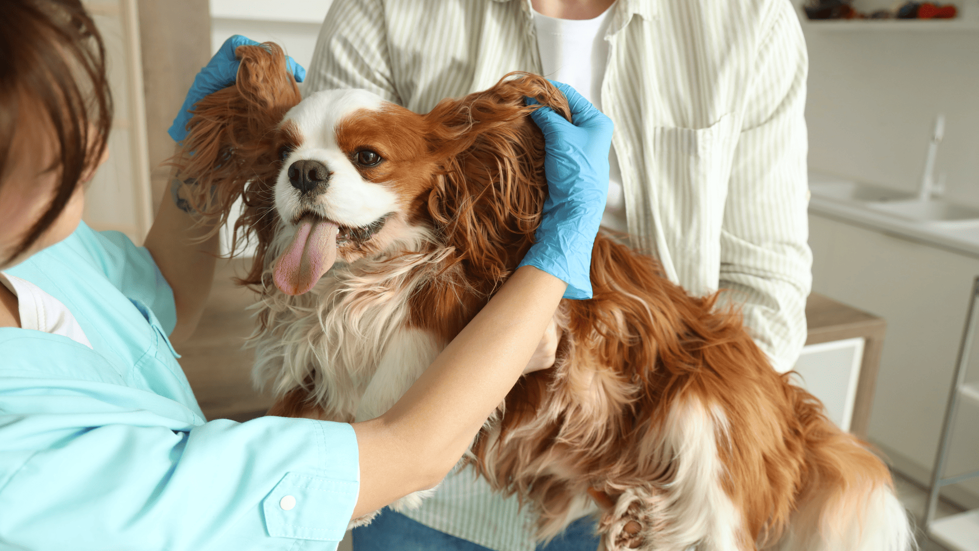 Leishmaniosis: malaltia parasitaria o inmunomediada?